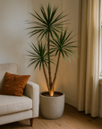 AMBIENTIFY Flora